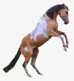 Transparent Horse Png - No Background Rearing Horse, Png Download, Transparent PNG