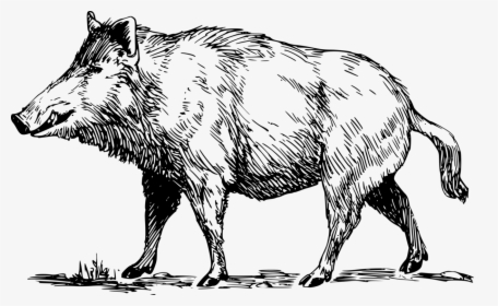 Line Art,wildlife,terrestrial Animal - Boar Black And White Clipart, HD Png Download, Transparent PNG