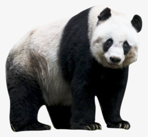 Panda Png - Transparent Background Panda Png, Png Download, Transparent PNG