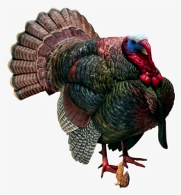 Turkey Png Image Free Download - All Bird Picture Png, Transparent Png, Transparent PNG