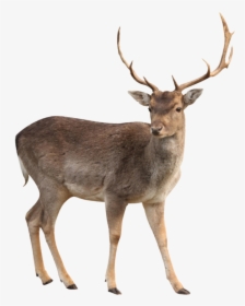 Young Wild Moose Png Image - White Tailed Deer Png, Transparent Png, Transparent PNG