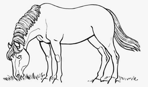 Horse Eating - Horse Eating Black And White, HD Png Download, Transparent PNG