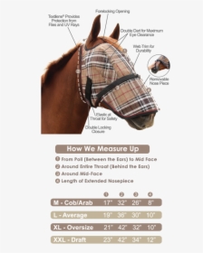 Measure A Horse For A Fly Mask, HD Png Download, Transparent PNG