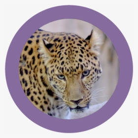 Wildlife Walk - African Leopard, HD Png Download, Transparent PNG