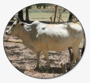 Cow In The Philippines, HD Png Download, Transparent PNG