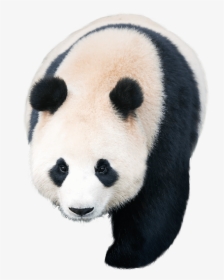 Giant Panda Pandas Kakao Games - Panda, HD Png Download, Transparent PNG