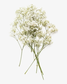 Baby S Breath Flowers Png Image Download - Baby's Breath Flower Png, Transparent Png, Transparent PNG