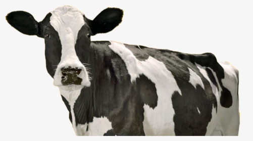 California Milk Cows, HD Png Download, Transparent PNG