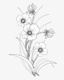 Drawing Flower Line Art - Transparent Flower Drawing Png, Png Download, Transparent PNG