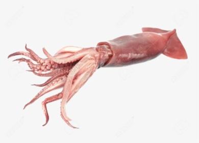 Giant Squid Transparent Png - Squid Png, Png Download, Transparent PNG
