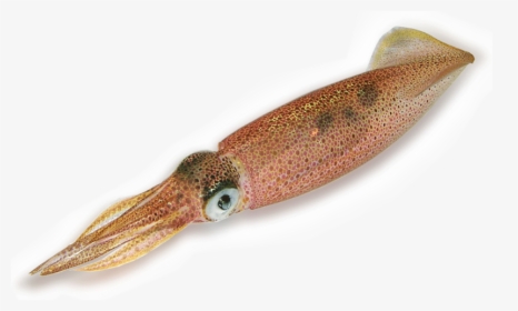 Transparent Picture Of Squid, HD Png Download, Transparent PNG