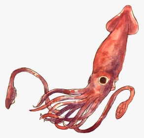 Transparent Giant Squid Png - Squid Png, Png Download, Transparent PNG