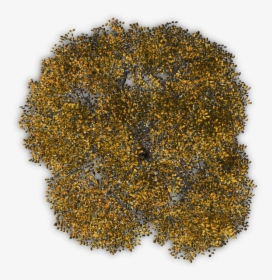 Autumn Tree Png Download - Tree Png From Above, Transparent Png, Transparent PNG
