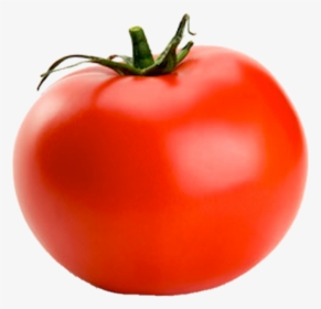 Intelligence Is Knowing A Tomato Is A Fruit D&d, HD Png Download, Transparent PNG