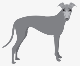 Polish-greyhound - Greyhound Png, Transparent Png, Transparent PNG
