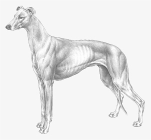 Greyhound - Greyhound Breed Standard, HD Png Download, Transparent PNG