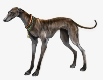 Polish-greyhound - Greyhounds Transparent, HD Png Download, Transparent PNG