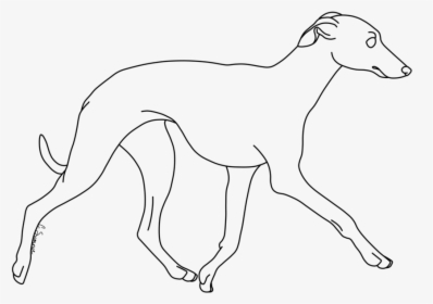 Whippet Italian Greyhound Line Art Dog Breed Drawing - Whippet Line Drawing, HD Png Download, Transparent PNG