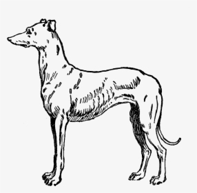 Whippet Italian Greyhound Galgo Espaxf1ol Dog Breed - Greyhound, HD Png Download, Transparent PNG