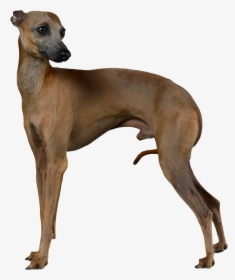 Transparent Greyhound Dog Clipart - Italian Greyhound Body, HD Png Download, Transparent PNG
