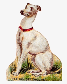 Dog Breed Italian Greyhound Animal Art Antique Image - Hortaya Borzaya, HD Png Download, Transparent PNG