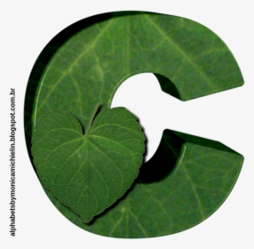 Flower, HD Png Download, Transparent PNG