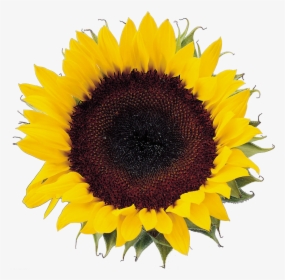 Image Freeuse Download Sunflower Seeds Clipart - Sunflower Png Format, Transparent Png, Transparent PNG