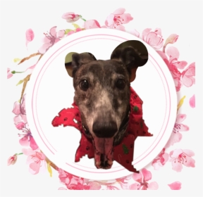 #greyhound - Instagram, HD Png Download, Transparent PNG