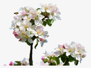 Apple Blossom, Isolated, Spring, Close Up, Apple Tree - Flores De Macieira Png, Transparent Png, Transparent PNG