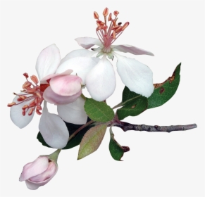 Apple Blossom Tree Illustration, HD Png Download, Transparent PNG