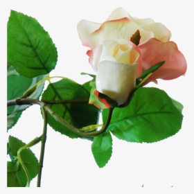 Flowerdutchess Roses Branch Powder Pink Large Roses - Garden Roses, HD Png Download, Transparent PNG