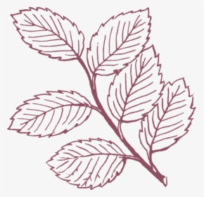 Transparent Leafy Png - Leaves Clipart Black And White, Png Download, Transparent PNG
