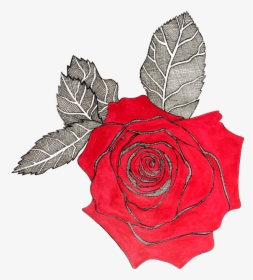 Red Rose With Black Lining, HD Png Download, Transparent PNG