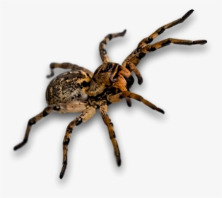 Spider, Bug, Insect - Szongáriai Cselőpók, HD Png Download, Transparent PNG
