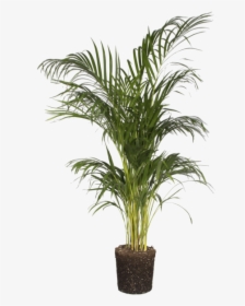 Areca Palm - Transparent Areca Palm Png, Png Download, Transparent PNG