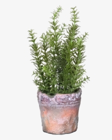 Rosemary Logo For The Daily Gardener Podcast - Flowerpot, HD Png Download, Transparent PNG
