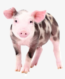 Pig Png Free Download - Cute Baby Farm Animal, Transparent Png, Transparent PNG