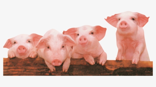 Cute Little Pig Png Download - Pig And Piglet Png, Transparent Png, Transparent PNG