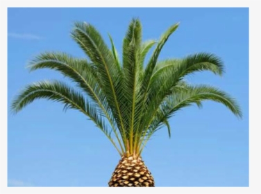 Pineapple Palm Tree Trimming, HD Png Download, Transparent PNG