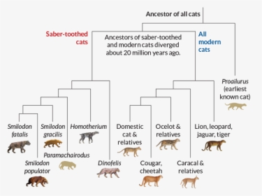 Cats, From Left To Right - Saber Tooth Tiger Evolution, HD Png Download, Transparent PNG