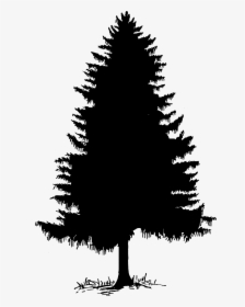 Clip Art Tree Silhouette Cedar Pine - Cedar Tree Clip Art, HD Png Download, Transparent PNG