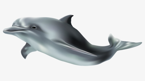 Png Clip Art Image - Transparent Background Dolphin Png, Png Download, Transparent PNG