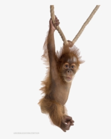 Orangutan - Animal Portraits White Background, HD Png Download, Transparent PNG
