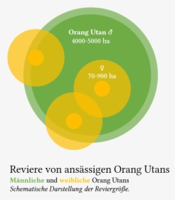 Orang-utan Revier - Circle, HD Png Download, Transparent PNG