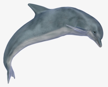 Dolphin Clipart Vector - Dolphin Png, Transparent Png, Transparent PNG