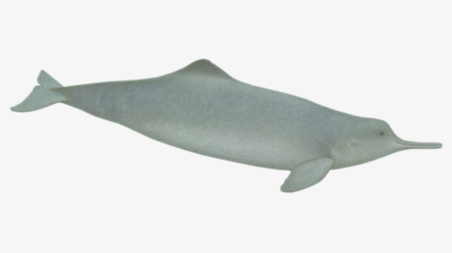 Dolphins Clipart Baiji - Blue Whale, HD Png Download, Transparent PNG