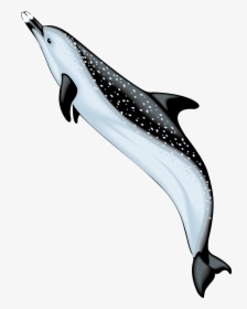 Bottlenose Dolphin Spinner Dolphin Clip Art - Ocean Animals Png, Transparent Png, Transparent PNG