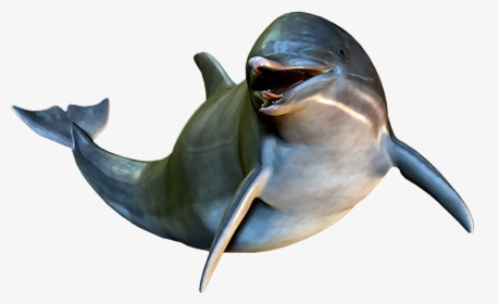 Dolphin Cetacea Clip Art - Dolphin, HD Png Download, Transparent PNG