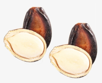 Clip Art Nut Seed Egusi With - Fruit, HD Png Download, Transparent PNG