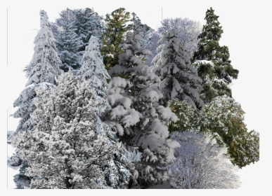Snowy Trees Png, Transparent Png, Transparent PNG
